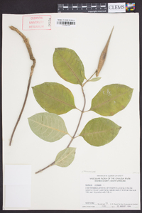 Asclepias variegata image