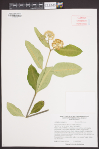 Asclepias variegata image