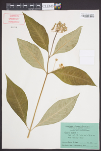 Asclepias exaltata image