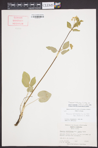 Thaspium trifoliatum var. aureum image