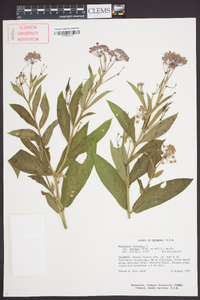 Asclepias incarnata subsp. pulchra image