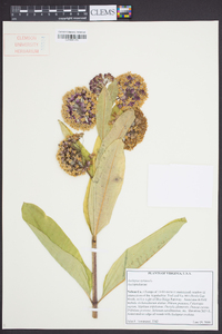 Asclepias syriaca image