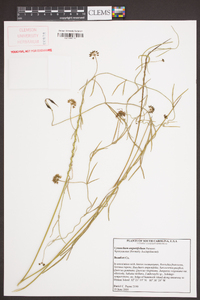 Cynanchum angustifolium image