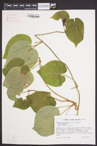 Matelea carolinensis image