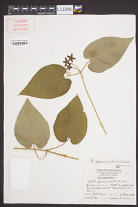 Matelea carolinensis image