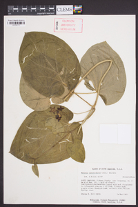 Matelea carolinensis image