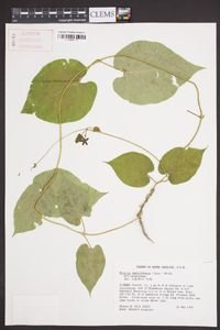 Matelea carolinensis image