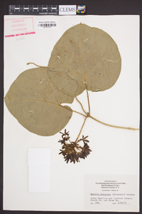 Matelea decipiens image