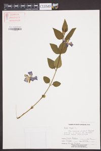 Vinca major image