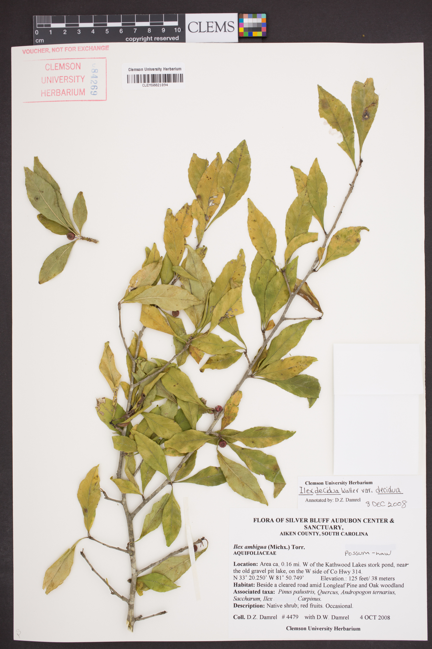 Ilex decidua var. decidua image