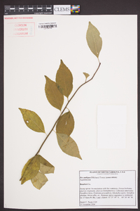 Ilex ambigua image