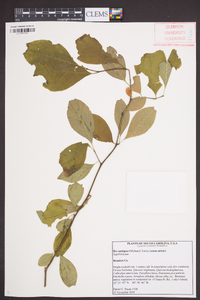 Ilex ambigua image