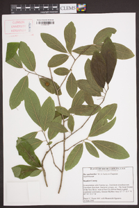 Ilex amelanchier image