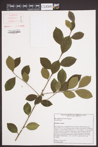 Ilex coriacea image