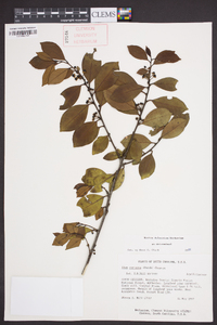 Ilex coriacea image