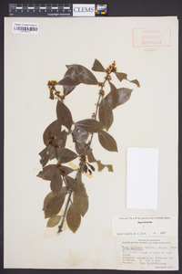 Ilex coriacea image