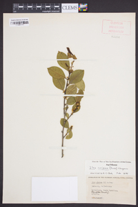 Ilex coriacea image