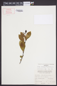 Ilex coriacea image