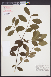 Ilex coriacea image