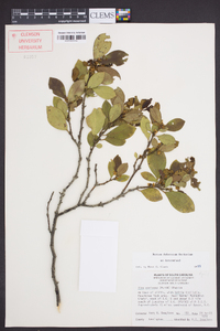 Ilex coriacea image