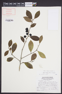 Ilex coriacea image