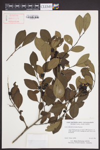 Ilex coriacea image