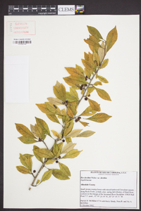 Ilex decidua var. decidua image