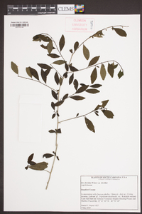 Ilex decidua var. decidua image