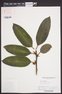 Ilex latifolia image