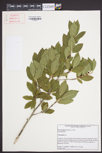 Ilex laevigata image