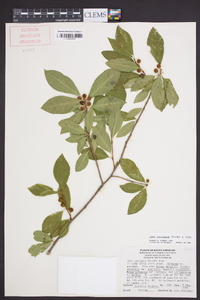 Ilex laevigata image