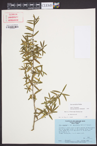 Ilex myrtifolia image