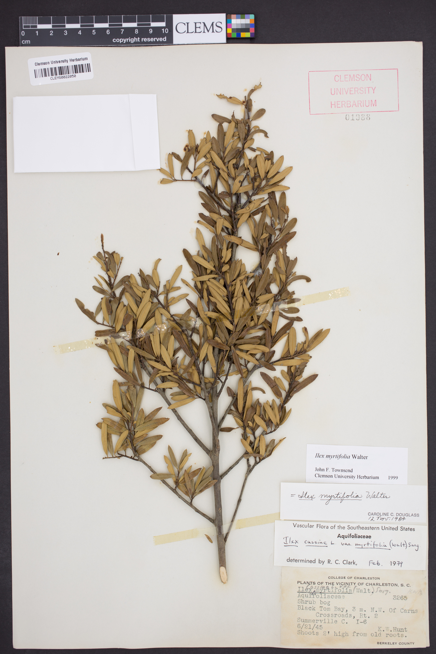 Ilex myrtifolia image
