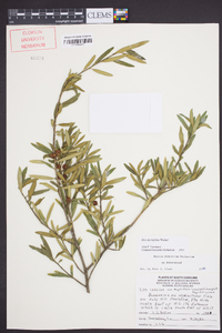 Ilex myrtifolia image