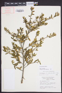 Ilex myrtifolia image