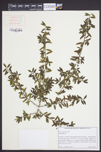 Ilex myrtifolia image