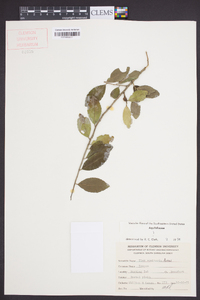 Ilex vomitoria image