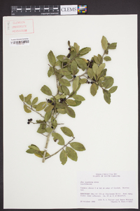 Ilex vomitoria image