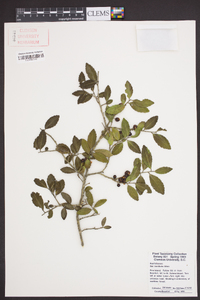 Ilex vomitoria image