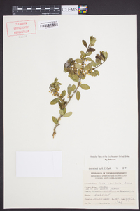 Ilex vomitoria image