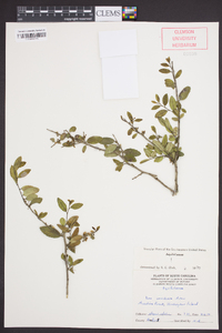 Ilex vomitoria image