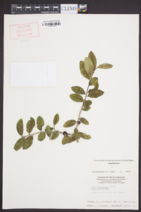 Ilex vomitoria image