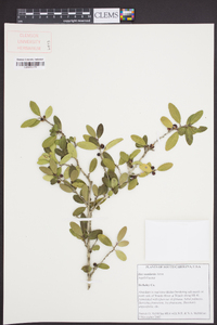 Ilex vomitoria image