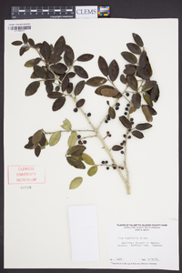 Ilex vomitoria image