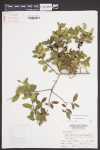 Ilex vomitoria image