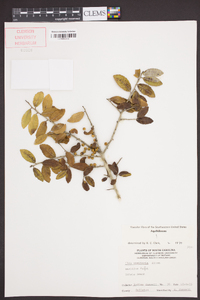 Ilex vomitoria image