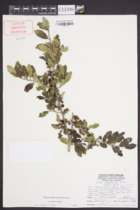 Ilex vomitoria image