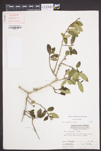 Ilex vomitoria image