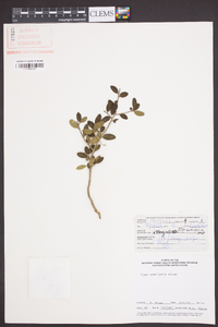 Ilex vomitoria image