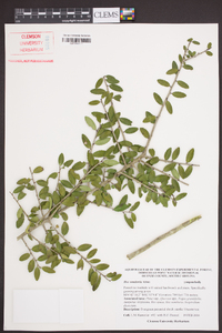 Ilex vomitoria image